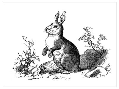 The Unofficial Unabridged Unthology of Hare Puns