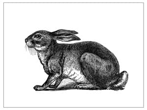 The Unofficial Unabridged Unthology of Hare Puns