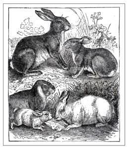 The Unofficial Unabridged Unthology of Hare Puns